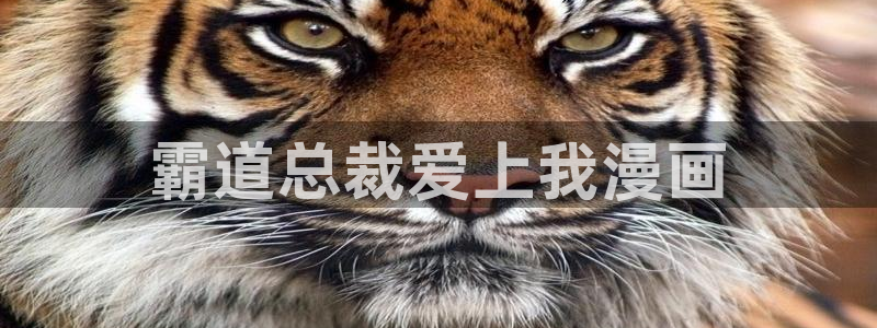 韩漫画免费在线观看：霸道总裁爱上我漫画