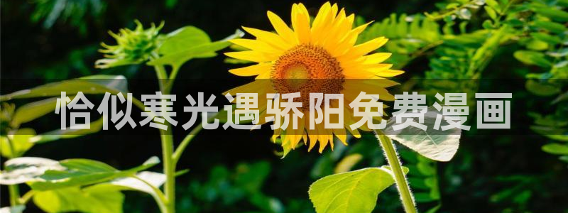 漫画免费韩漫之家：恰似寒光遇骄阳免费漫画